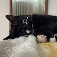 Photo of Mina (Moggy)