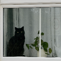 Photo of Otis (British Shorthair)