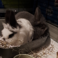 Photo of Smokey and Bandit (Other)