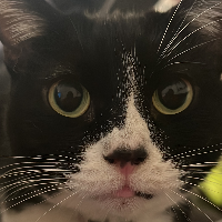 Photo of Oreo  (Other)