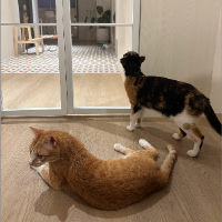 Photo of Friday and cookie (Tabby)