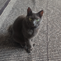 Photo of Poppy (Persian)