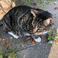 Photo of Mr Cuddly, a rescue (Tabby)