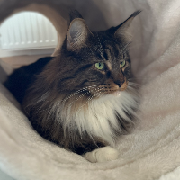 Photo of Ruby (Maine Coon)