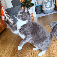 Photo of Daphne (Moggy)