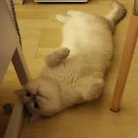 Photo of nuomi (British Shorthair)