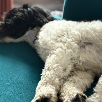 Photo of Smudge (furry nephew)  (Other)