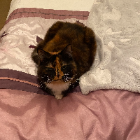 Photo of Shaz (Moggy)