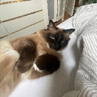 Photo of Watson (Other)