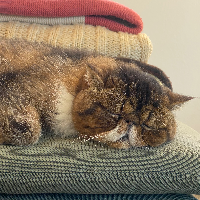 Photo of Monkey (Exotic)