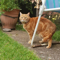 Photo of Molly (Moggy)