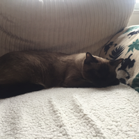 Photo of Willow  (Ragdoll)