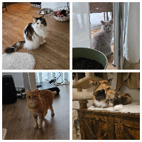 Photo of Vanilla, Balou, Minou & Caramel (Other)