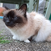 Photo of Cosmo (Birman)