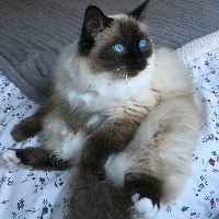 Photo of Moffy (Ragdoll)