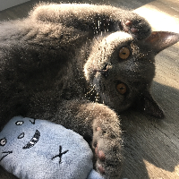 Photo of Coffee (British Shorthair)