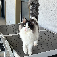 Photo of Dartagnan (Maine Coon)
