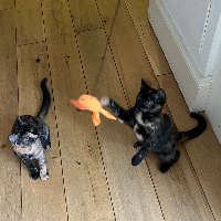 Photo of Cooky & Scratch (Other)