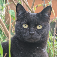 Photo of Daphne (Moggy)