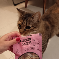 Photo of Jolie Héra  (Tabby)