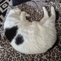 Photo of Lizard man (Moggy)