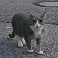 Photo of Karli (Tabby)