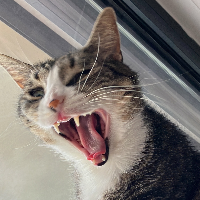 Photo of Lilla (Other)