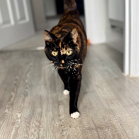 Photo of Lola (Moggy)