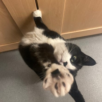 Photo of Babciu (British Shorthair)