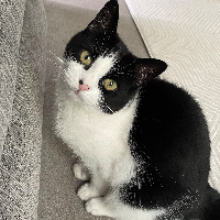 Photo of Tinks (Moggy)