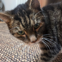 Photo of Apple (Other)