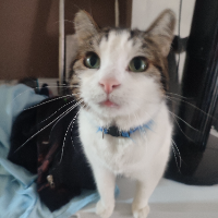 Photo of Leo (British Shorthair)