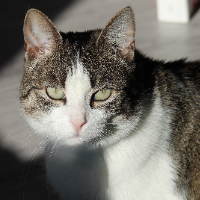 Photo of Skadi (Moggy)