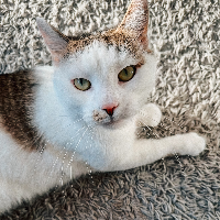 Photo of Carlo (Other)