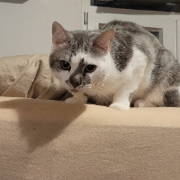 Photo of Kiwi (Other)