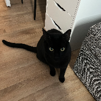 Photo of Ace (Other)