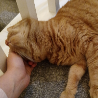 Photo of Bobby (Moggy)