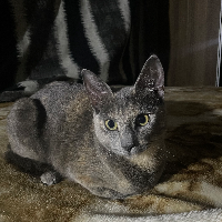 Photo of luna (Other)