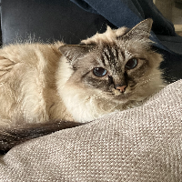 Photo of Tonic (Birman)