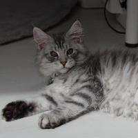 Photo of Seth (Maine Coon)