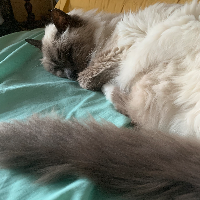 Photo of Bambou (Birman)
