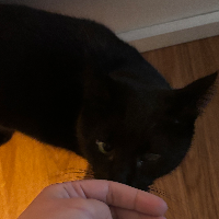 Photo of Nox (Other)