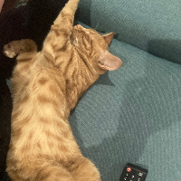 Photo of Lily (British Shorthair)