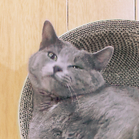 Photo of Miffy (British Shorthair)