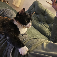 Photo of Iva (Moggy)