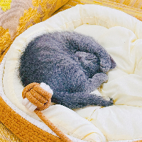 Photo of Miffy (British Shorthair)