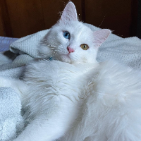 Photo of Polo (Other)