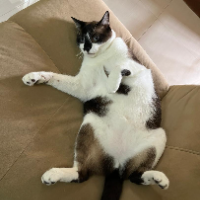 Photo of Milo (Other)