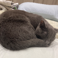 Photo of Tocca (British Shorthair)