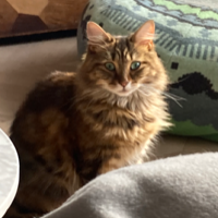 Photo of Enki (British Shorthair)